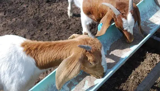Goat Feed